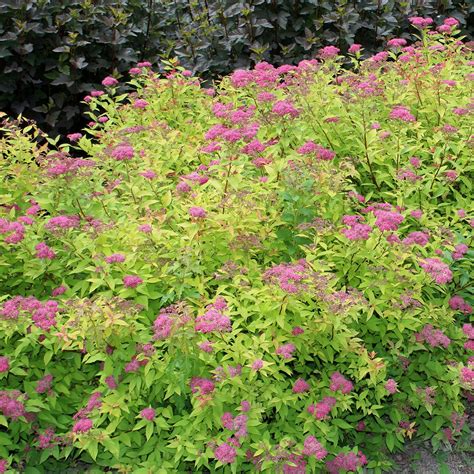 Creating a fairy-tale atmosphere with magic carrot spirea